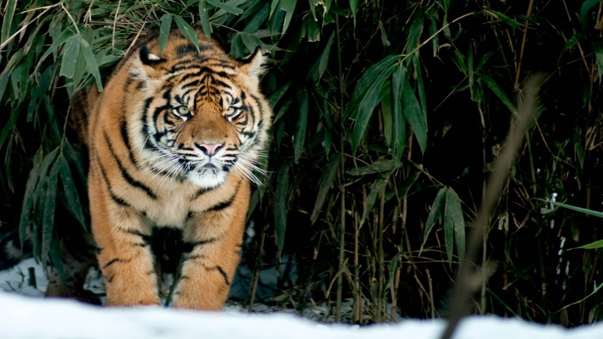 tigri fauna selvatica gatto tigre mammifero predatore giungla cacciatore pericolo mangiatore di carne selvaggio animale natura zoo grande caccia safari pelliccia occhio guardando