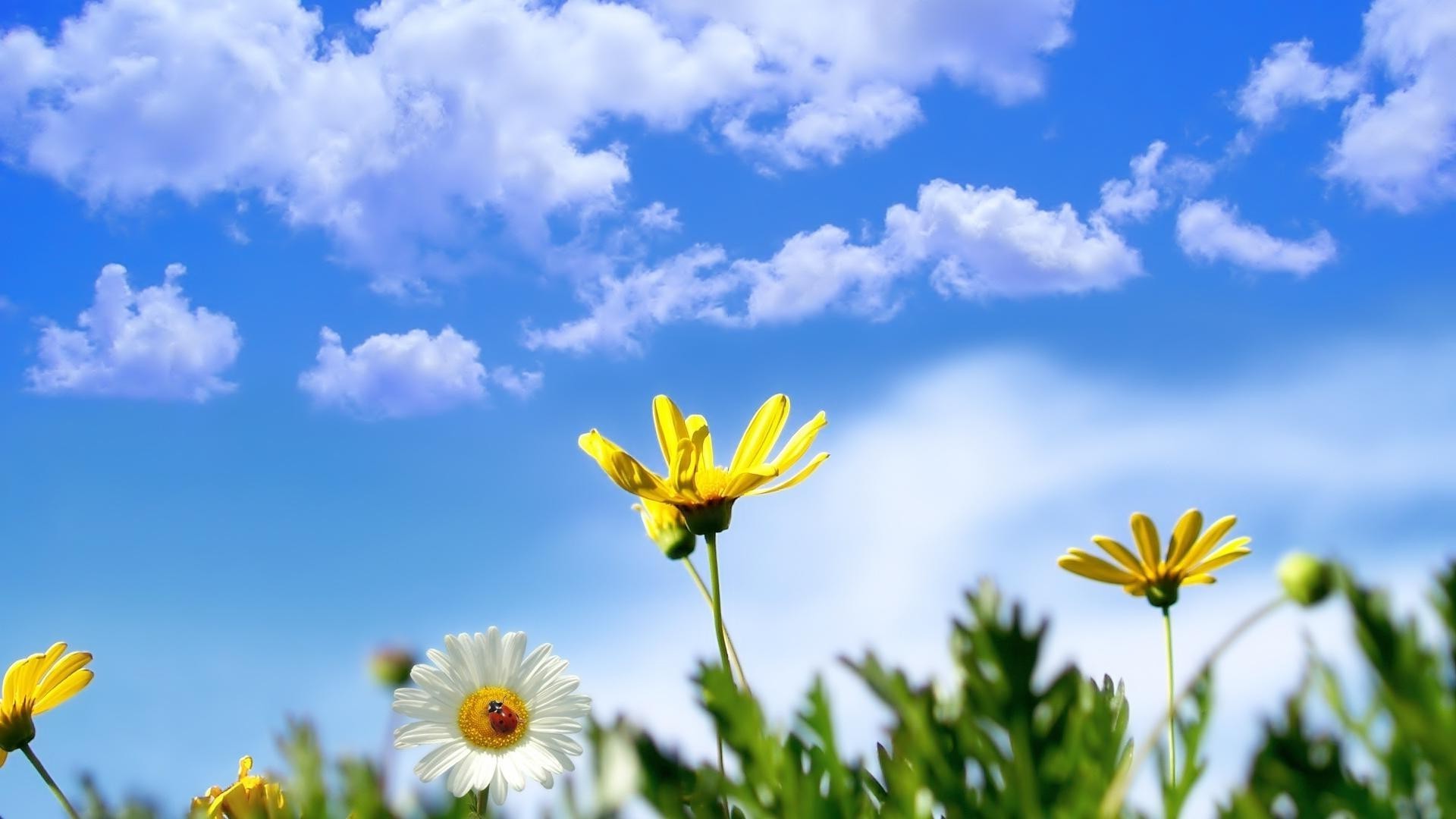 chamomile nature flower summer sun fair weather field growth flora grass hayfield rural sunny leaf sky bright garden outdoors environment