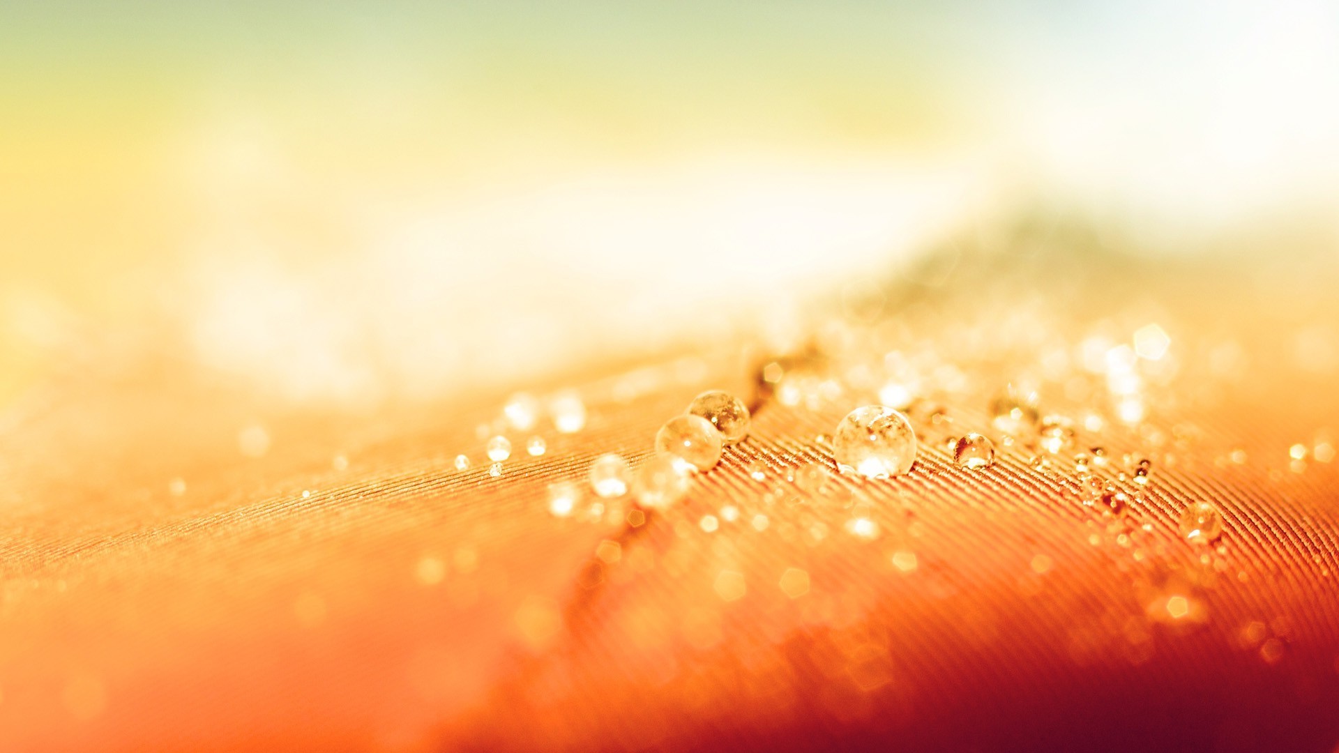 droplets and water blur abstract shining light christmas gold drop rain color nature focus dof glisten water dew desktop bright winter wet texture