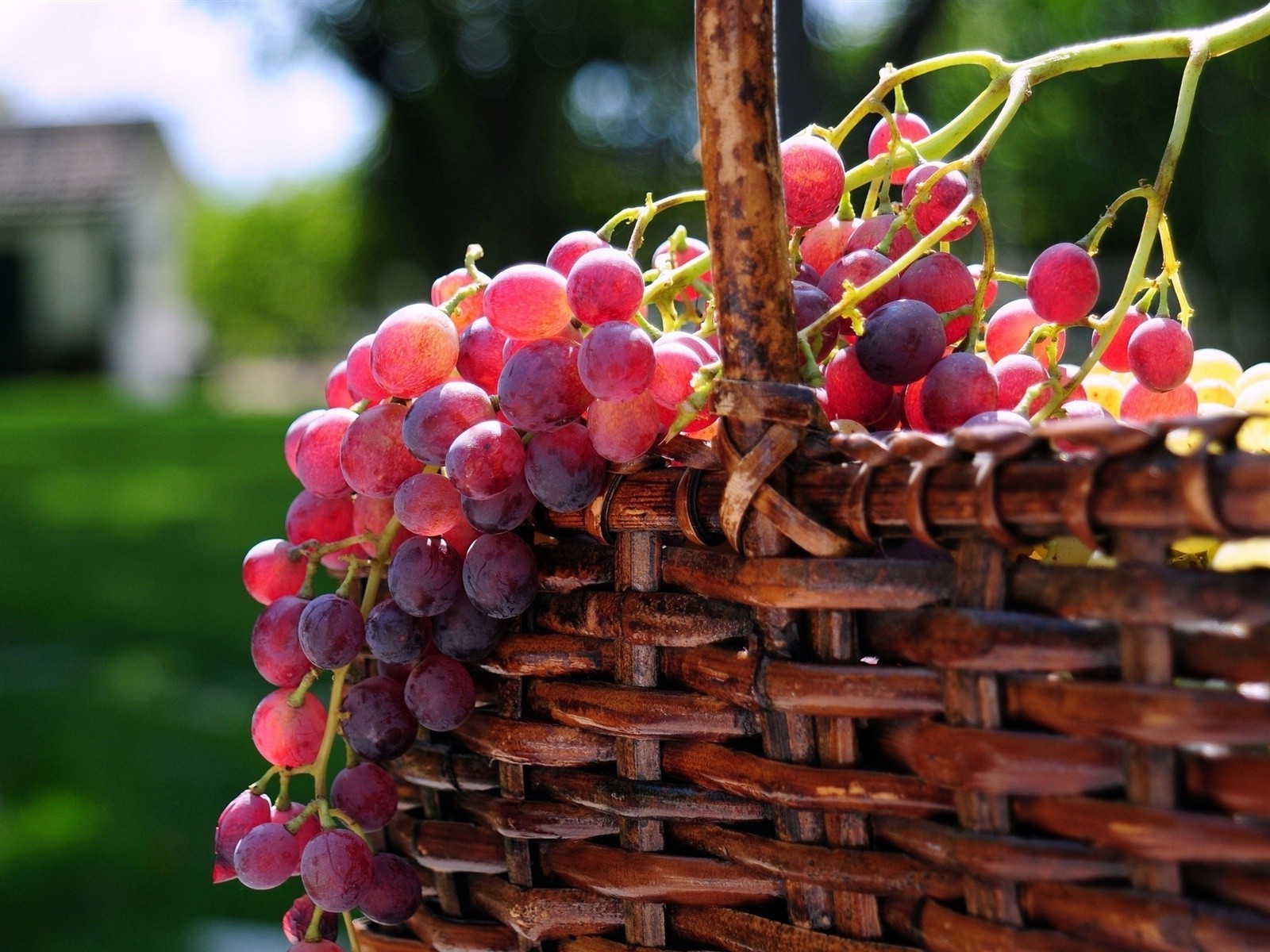 berries fruit food vine grape bunch winery cluster basket grow nature vineyard wine pasture garden confection berry grapevine agriculture juicy color