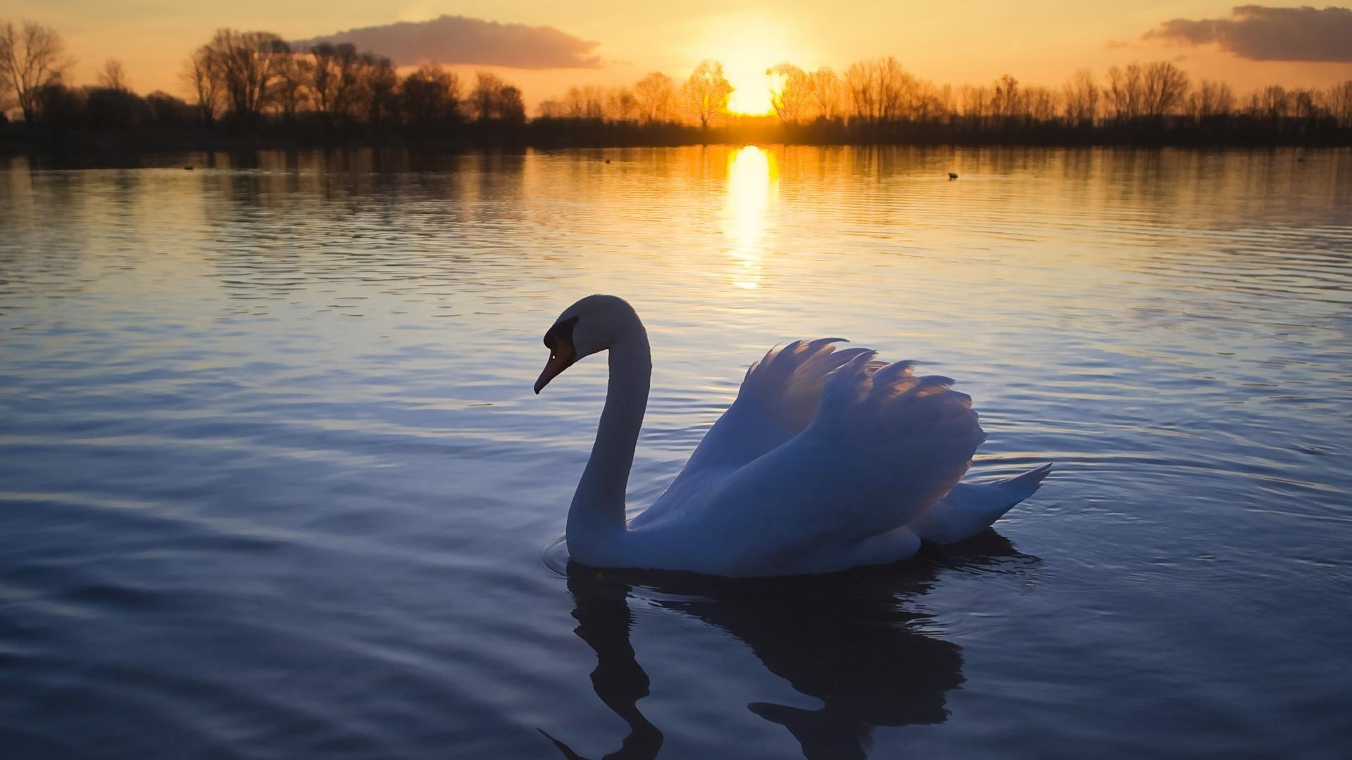 animais lago água reflexão cisne piscina rio amanhecer natureza pôr do sol pássaro ao ar livre paisagem