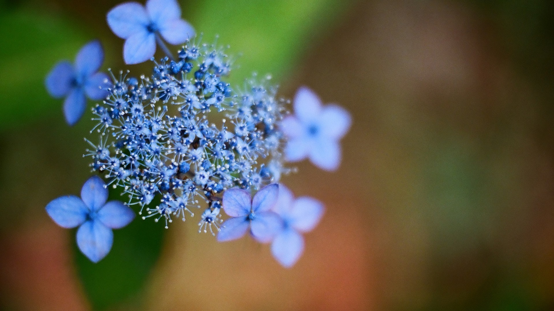 flowers nature flora leaf flower blur summer close-up outdoors garden beautiful season