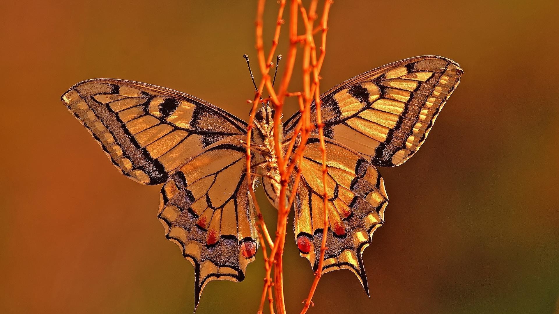 animals butterfly insect invertebrate wildlife nature moth lepidoptera wing delicate monarch metamorphosis animal outdoors antenna flight biology entomology fly