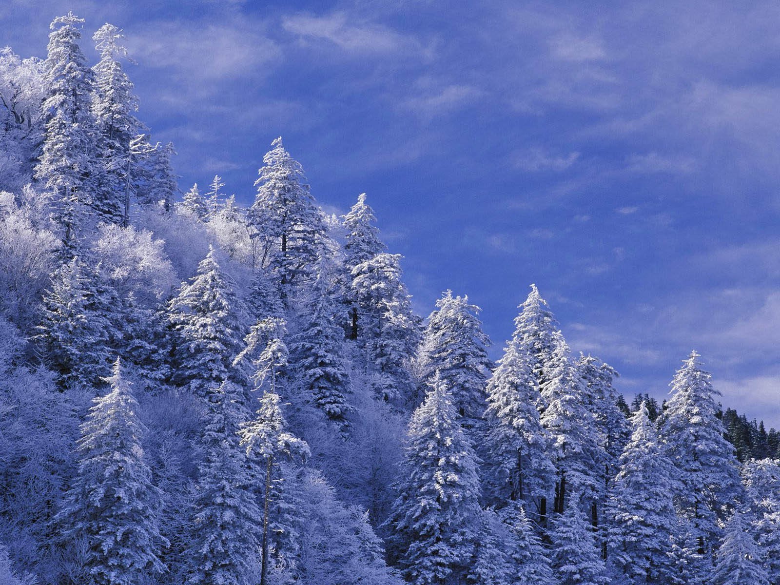 invierno nieve escarcha frío madera hielo congelado temporada paisaje evergreen montaña árbol escénico pino naturaleza coníferas tiempo buen tiempo escarchado