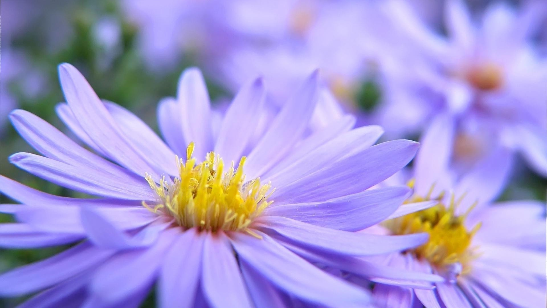 gros plan nature fleur été flore jardin feuille bluming pétale floral couleur lumineux gros plan belle tendre croissance