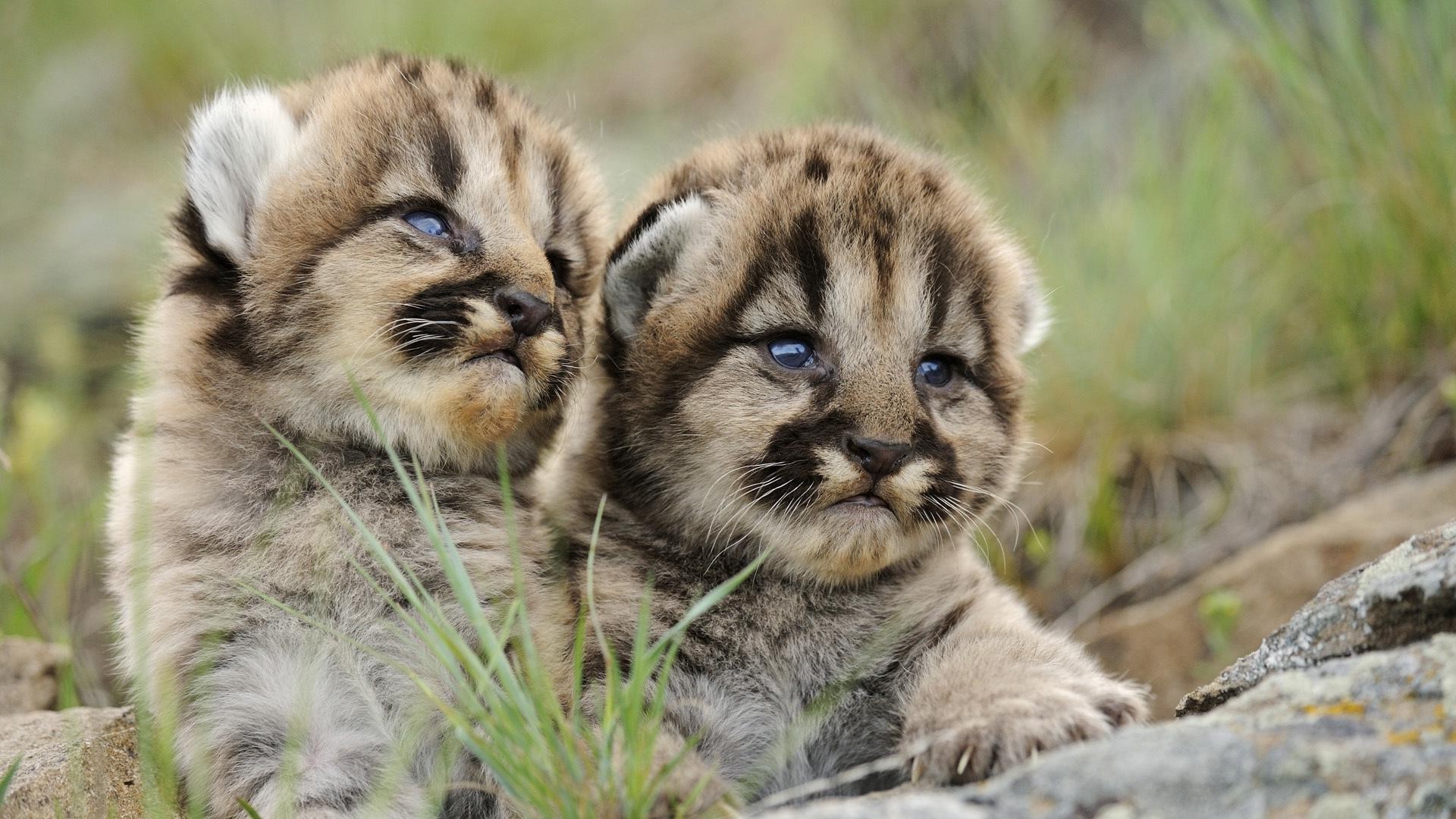 tigers cat mammal animal wildlife nature fur wild carnivore cute grass predator little cub zoo