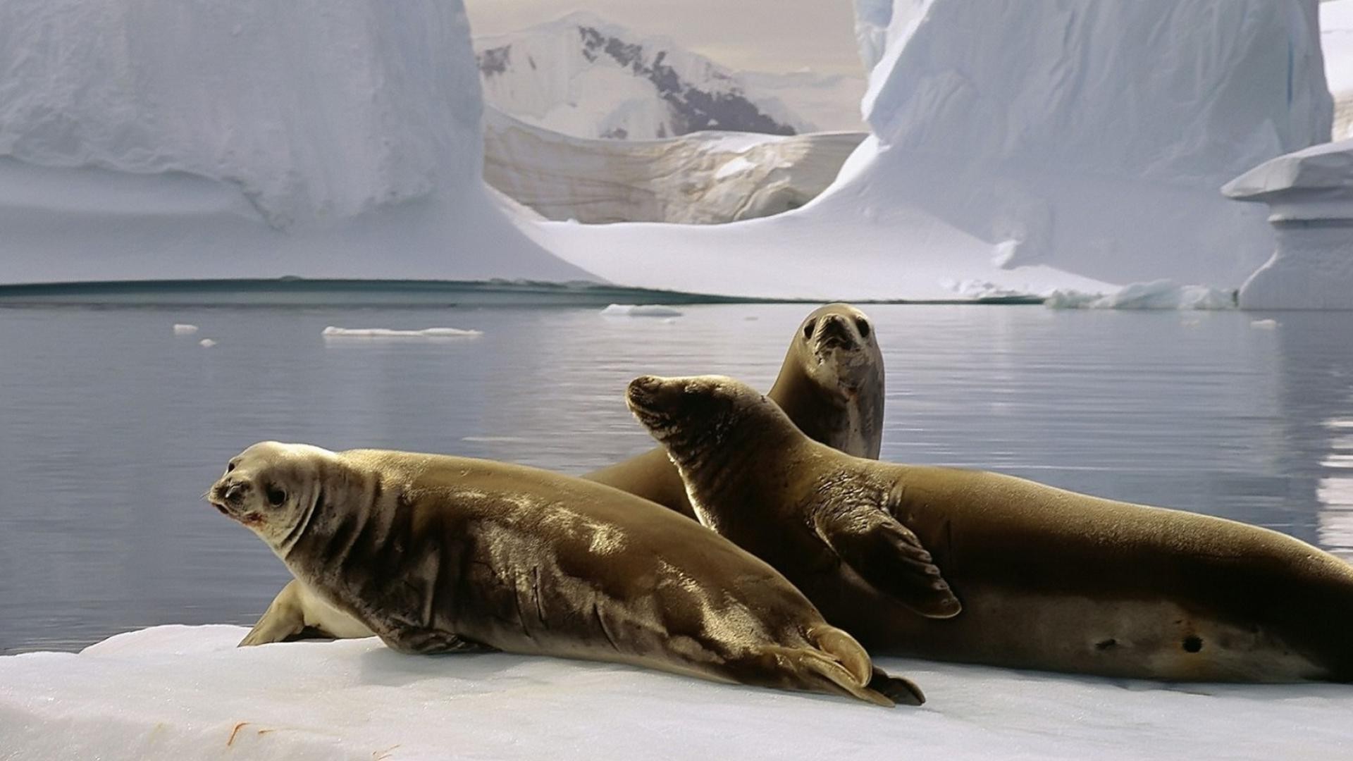 animali stampa neve mammifero gelido inverno acqua ghiaccio fauna selvatica luce del giorno oceano uno freddo mare all aperto due mare reclinabile vista laterale natura