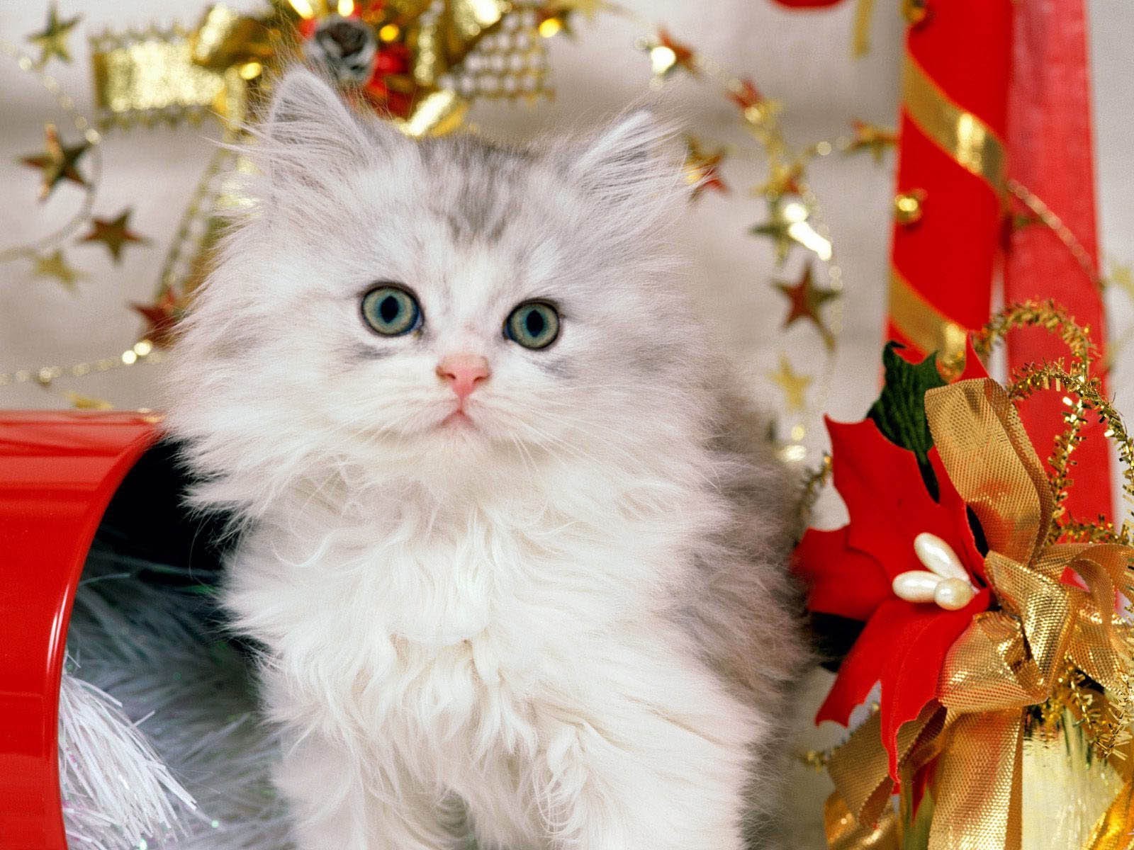 gatti natale vacanza gatto regalo ritratto carino pelliccia