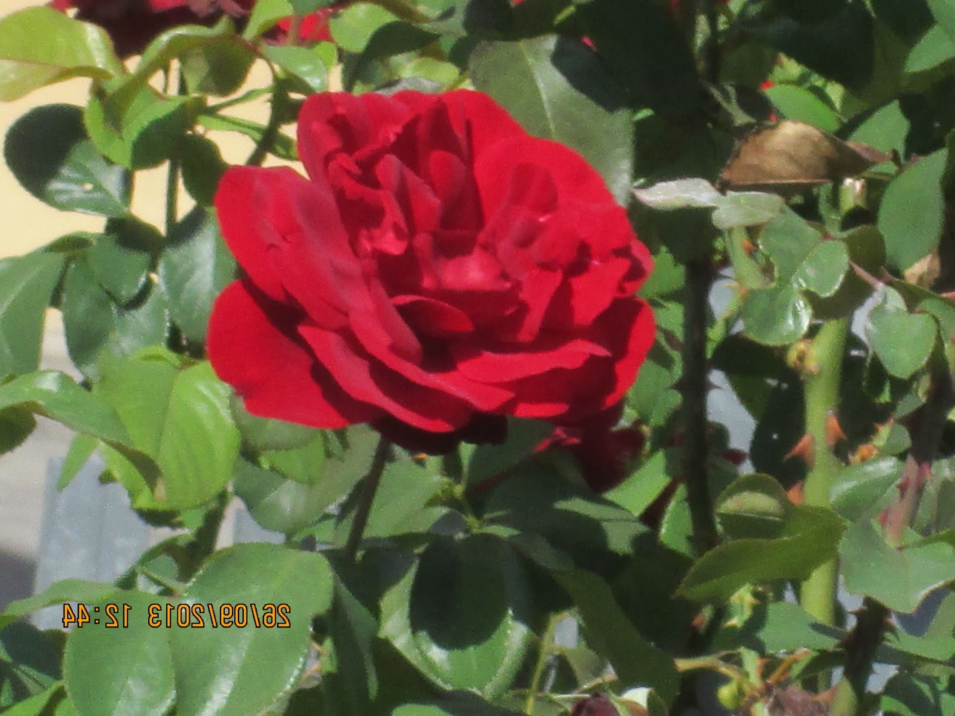 blumen blatt natur blume flora rose garten sommer im freien romantik blütenblatt blumen wachstum hell liebe