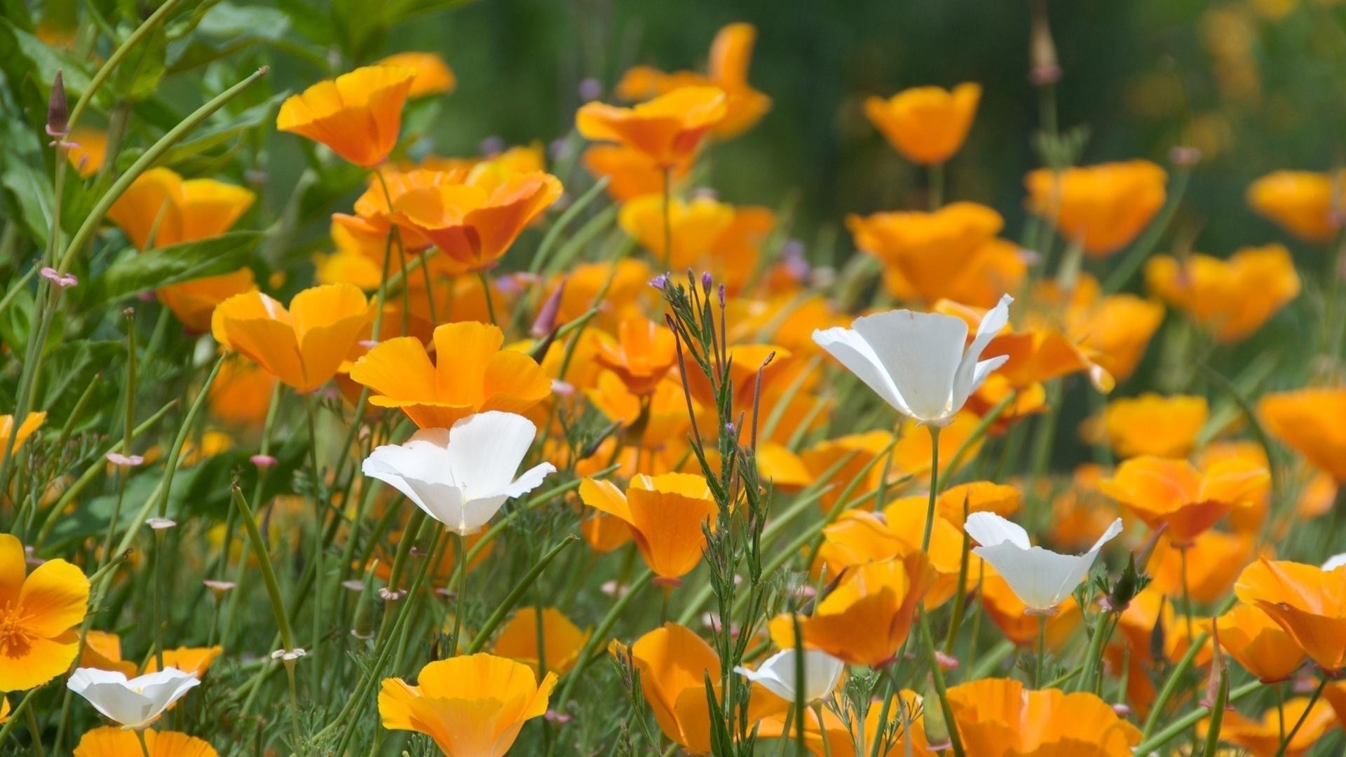 flores naturaleza verano flor campo hierba flora brillante buen tiempo al aire libre jardín hoja heno color poppy rural bluming pétalo floral sol