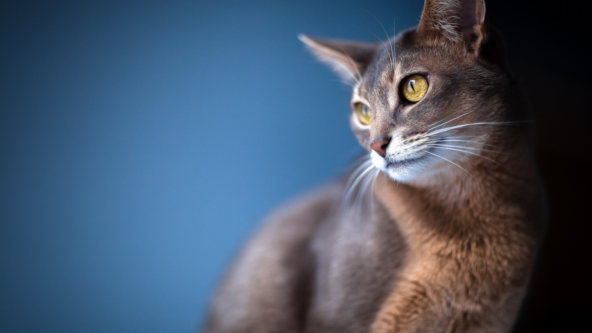 kediler kedi göz portre sevimli memeli tarama kürk bir hayvan genç evde beslenen hayvan saç