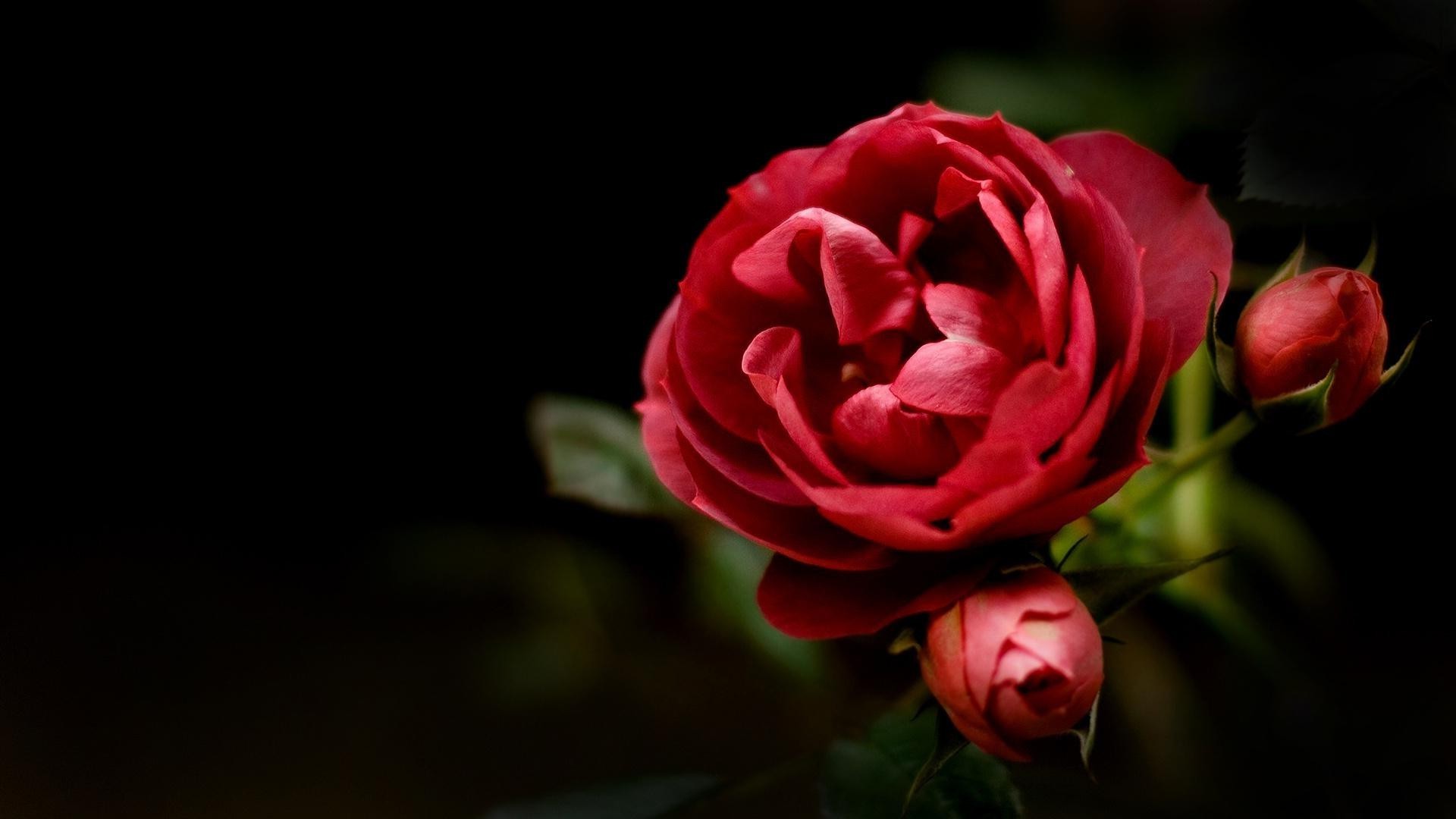 rosa flor hoja amor naturaleza pétalo boda romance flora color floral romántico hermoso