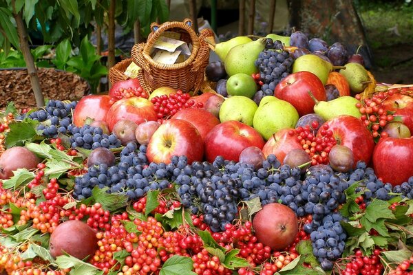 A rich autumn harvest of berries and fruits