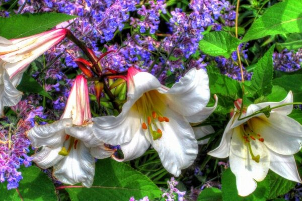 Curly flowers are white with pink