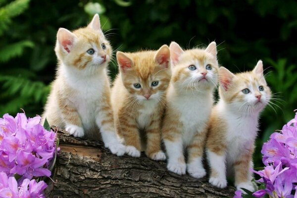 Four cute red kittens