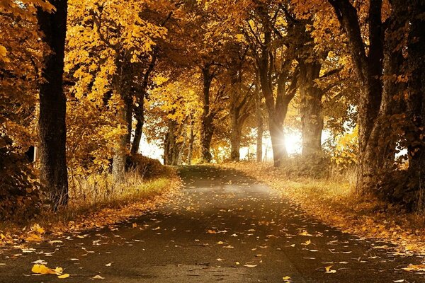 Mañana soleada en el bosque de otoño