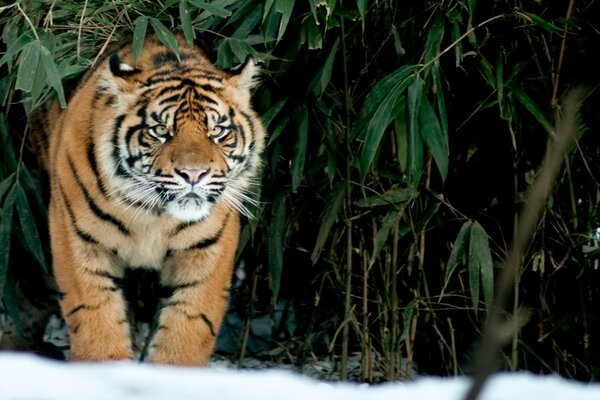 Tigre cazando en el bosque