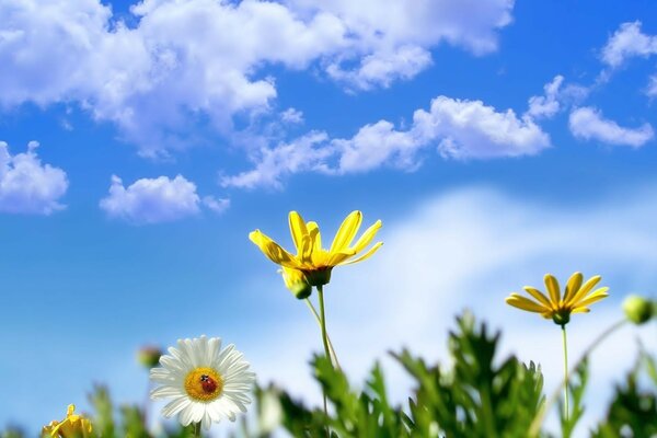 Cielo de verano brillante y margaritas