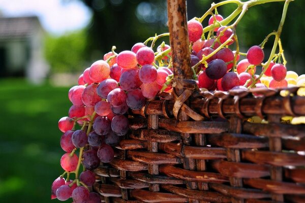 Basket with ripe red grapes