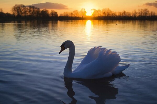 Schwan am See bei Sonnenuntergang