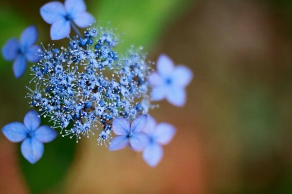 Primi piani di fiori blu