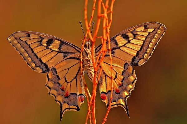 The butterfly is an insect of our nature