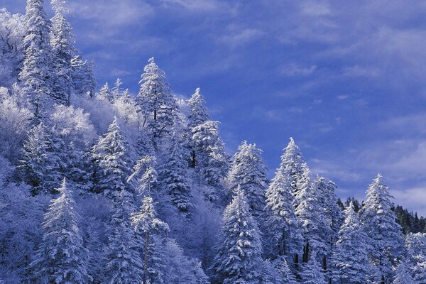 Arbres de Noël luxuriants et ciel bleu clair