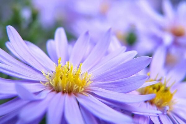 Fleurs violettes bouchent