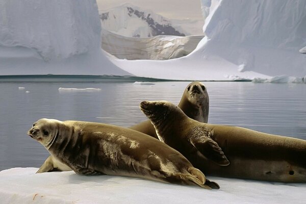 Tres focas en un témpano de hielo en medio del océano