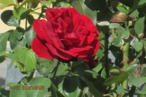 Natura. Fiore rosso. Petali