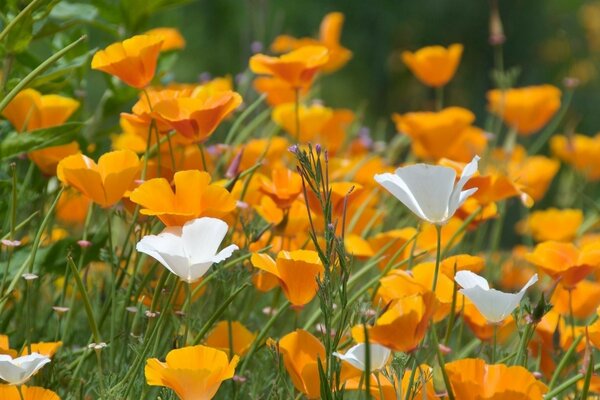 Schöne Blumen im Feld sind orange und weiß