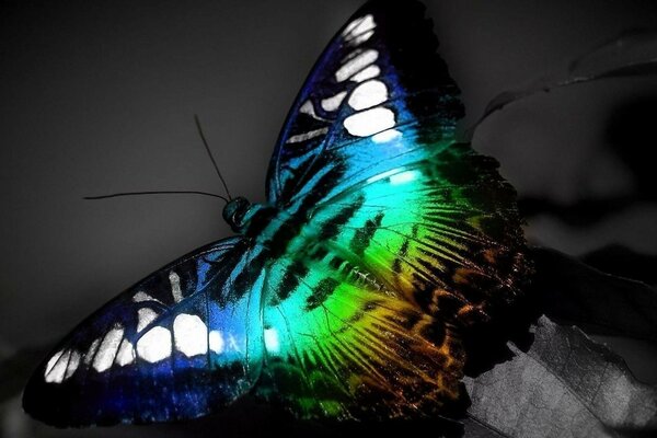 Beautiful multicolored butterfly on a gray background