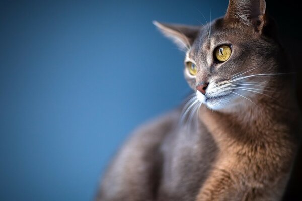 Chat mignon avec des yeux jaunes