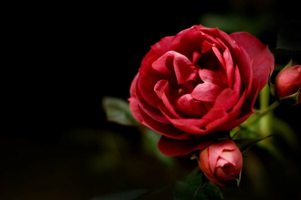 Hermosas rosas rojas sobre un fondo oscuro