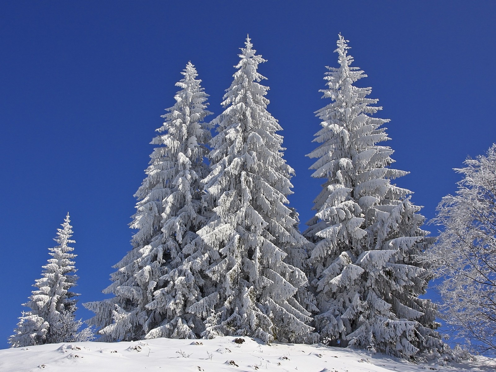 trees snow winter frost cold wood ice frozen fir mountain tree nature pine evergreen spruce landscape season