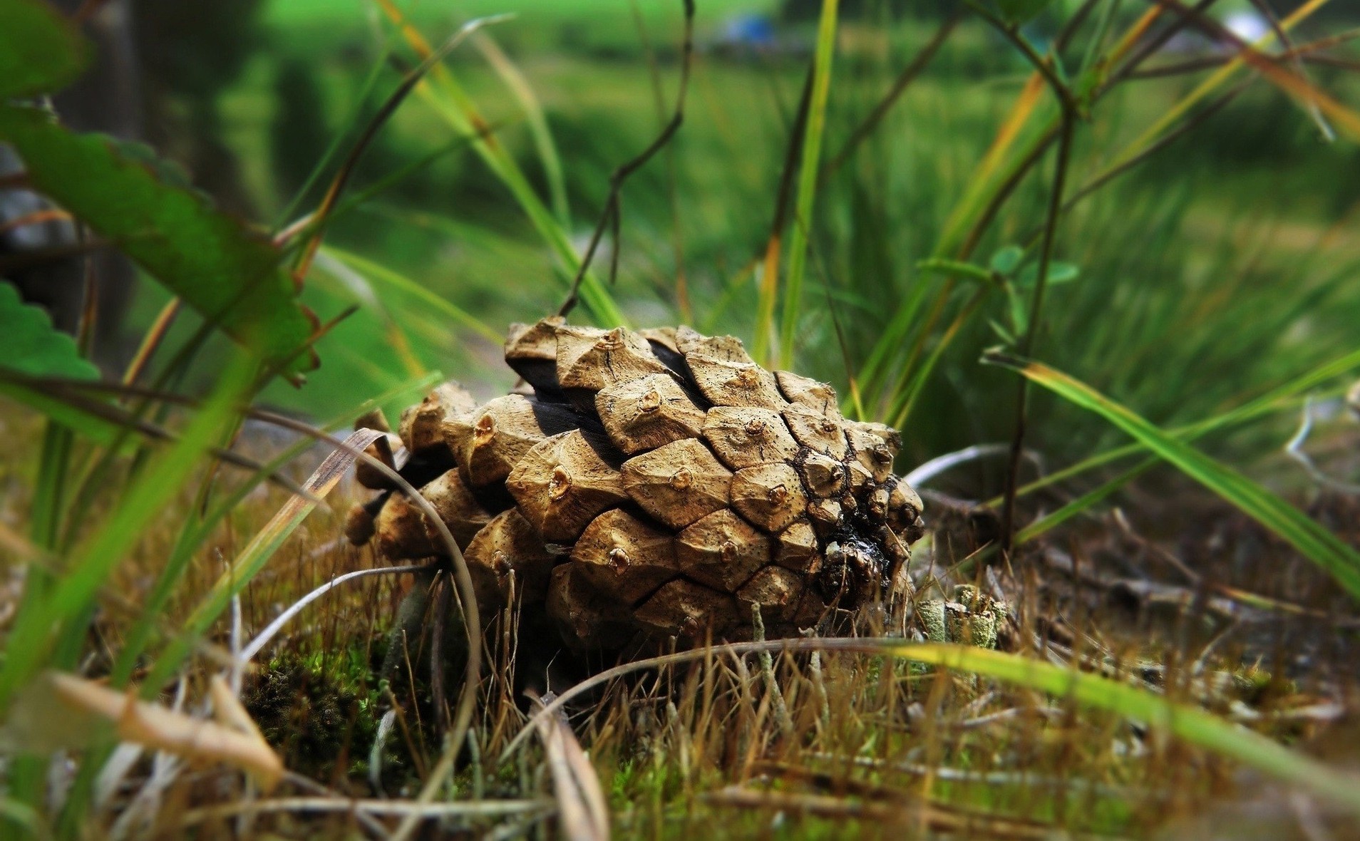 plantes nature herbe à l extérieur arbre flore alimentaire gros plan bois saison feuille environnement