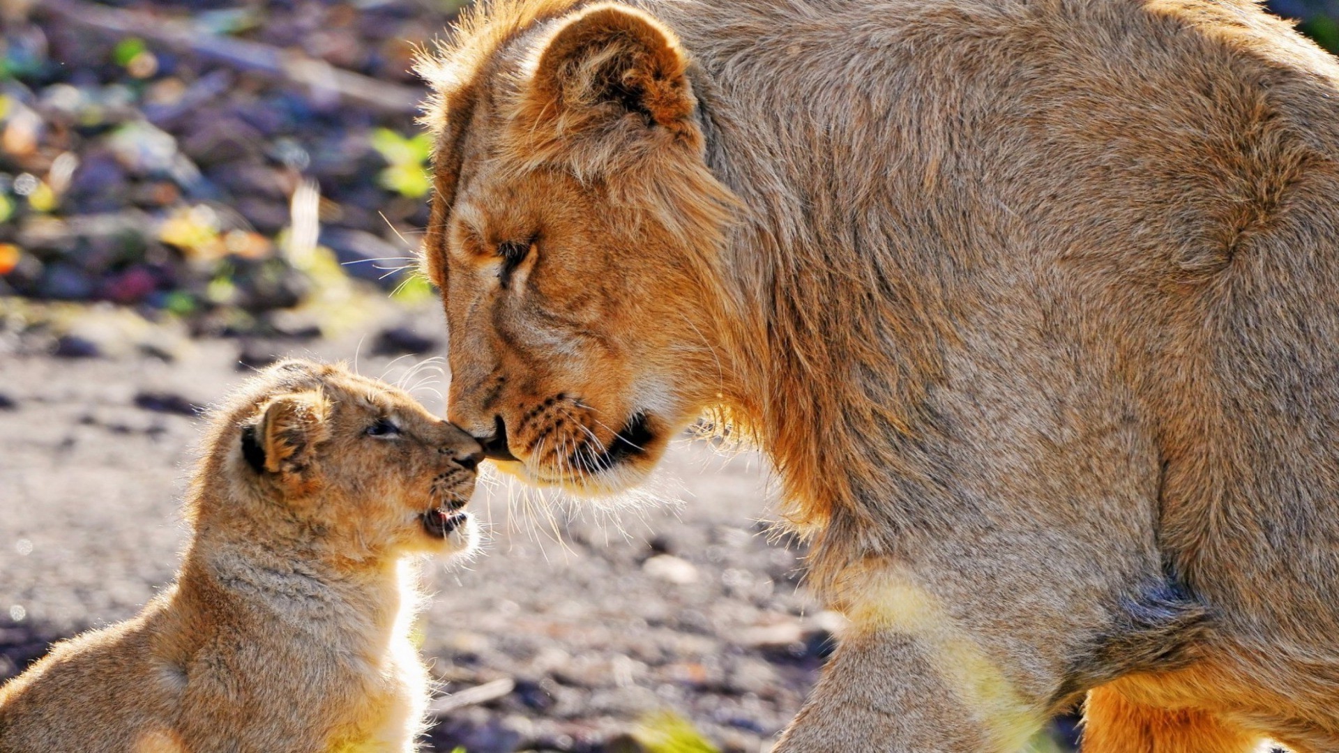 leoni mammifero fauna selvatica gatto pelliccia leone natura zoo animale selvaggio predatore ritratto safari cacciatore carino