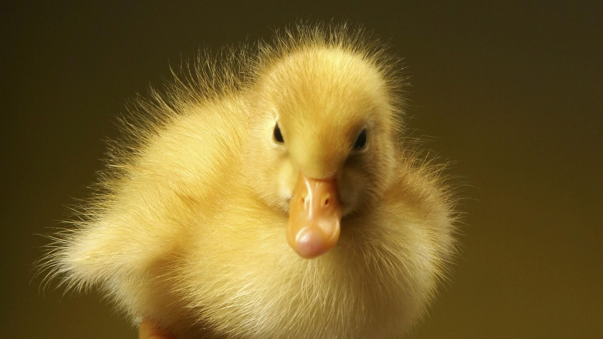 tiere damen vögel gans baby vogel niedlich ostern wenig entlein ente neugeborenes lustig flaumig tier eins