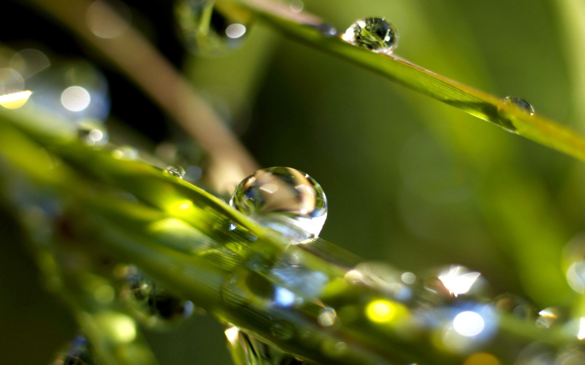 goccioline e acqua pioggia foglia rugiada goccia natura gocce rana flora ambiente bagnato acqua colore giardino close-up animale erba fauna selvatica alba estate