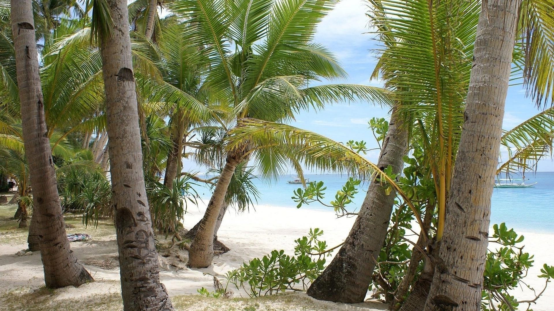 arbres tropical palmiers plage sable été vacances arbre mer exotique nature voyage île paradis océan détente soleil station eau beau temps