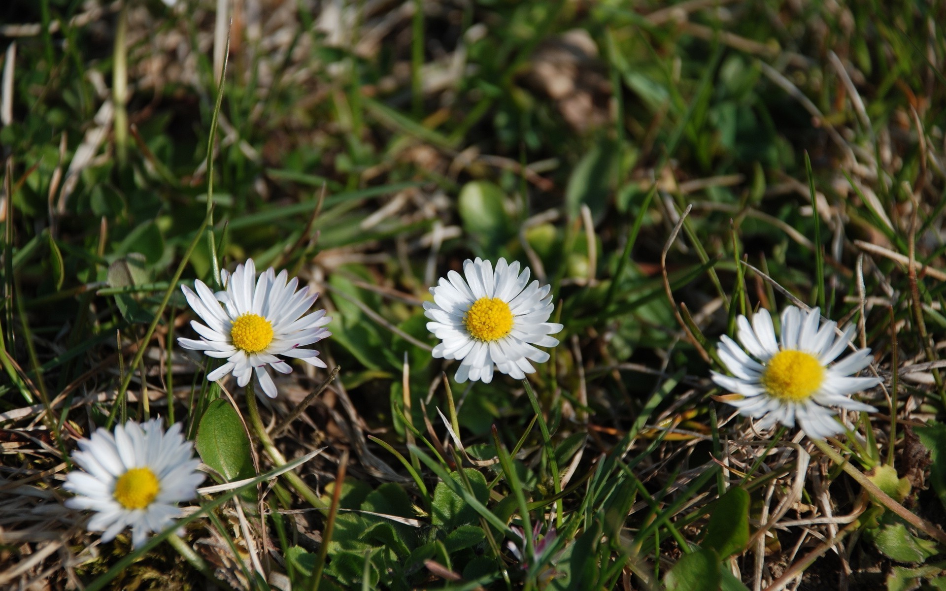 fleurs nature fleur flore herbe champ été gros plan saison jardin foin floral bluming couleur belle feuille sauvage lumineux à l extérieur rural environnement