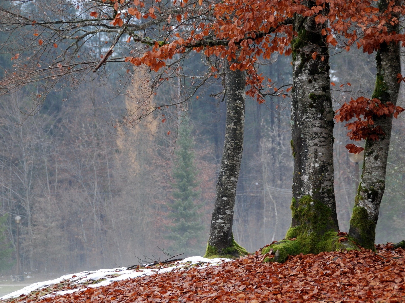 wald baum herbst blatt natur holz saison landschaft winter zweig park im freien schnee kälte flora