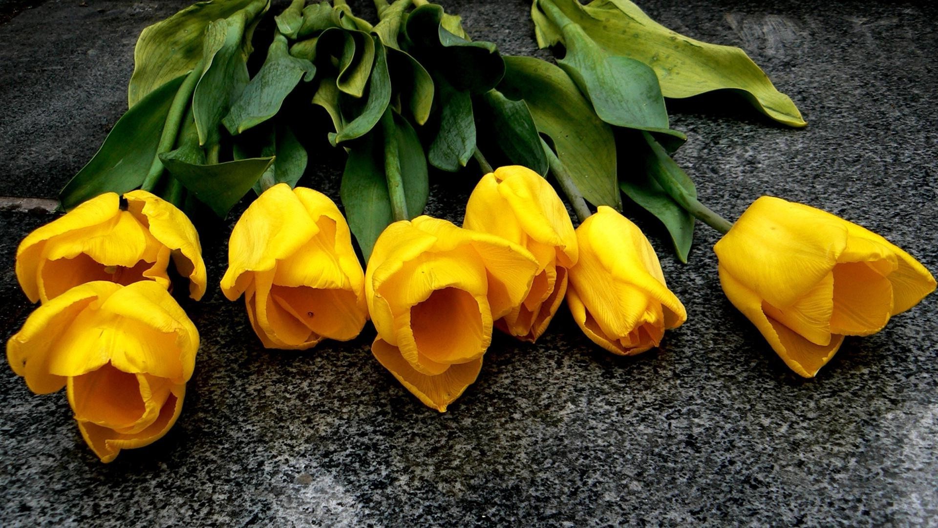 tulips flower leaf nature garden flora color romance tulip desktop petal love easter close-up floral bright