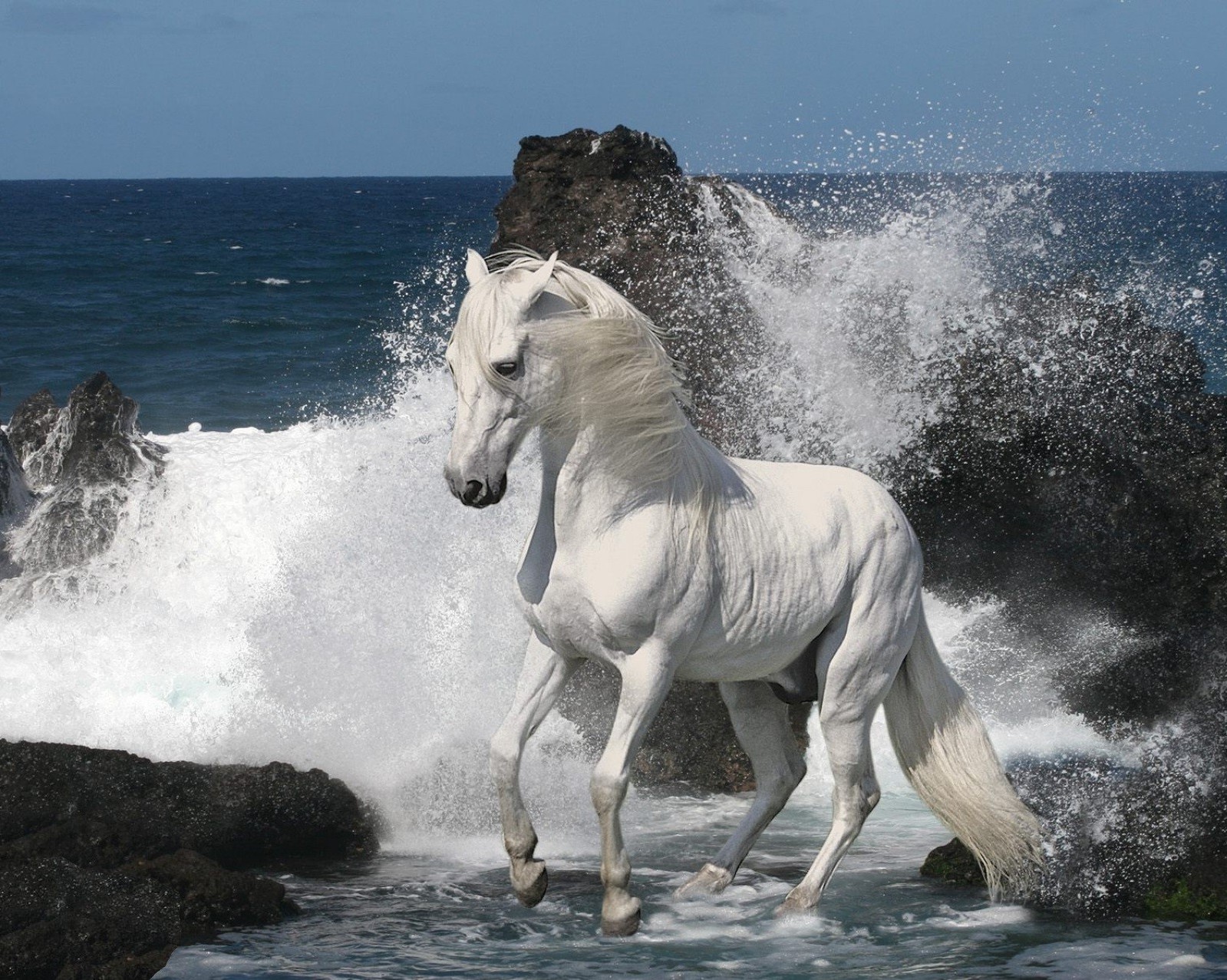 cavalli mare cavalleria acqua cavallo mare mammifero allevamento di cavalli stallone spiaggia animale oceano baia libertà movimento cielo natura fretta equestre