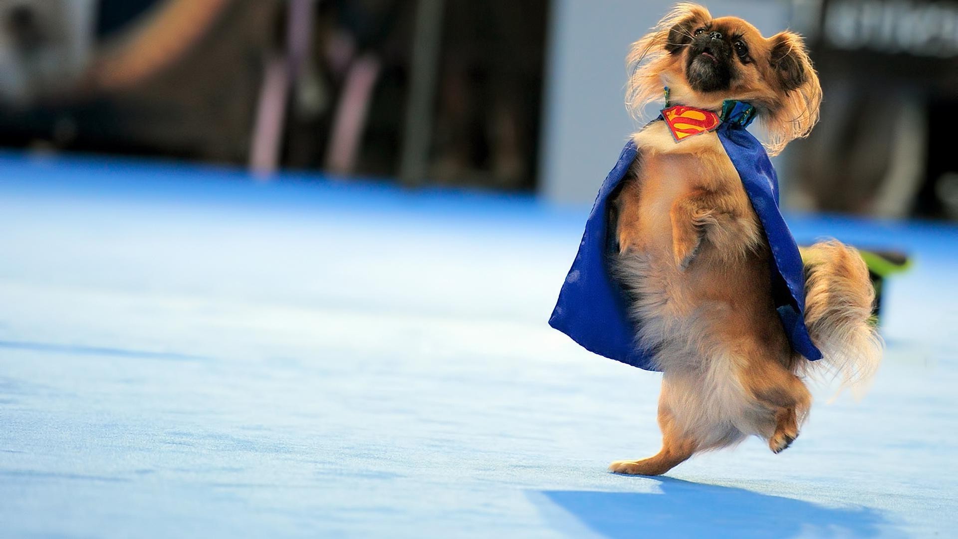 perros perro retrato perro mascota solo mamífero competencia desgaste al aire libre adulto ocio chica mujer movimiento viajes