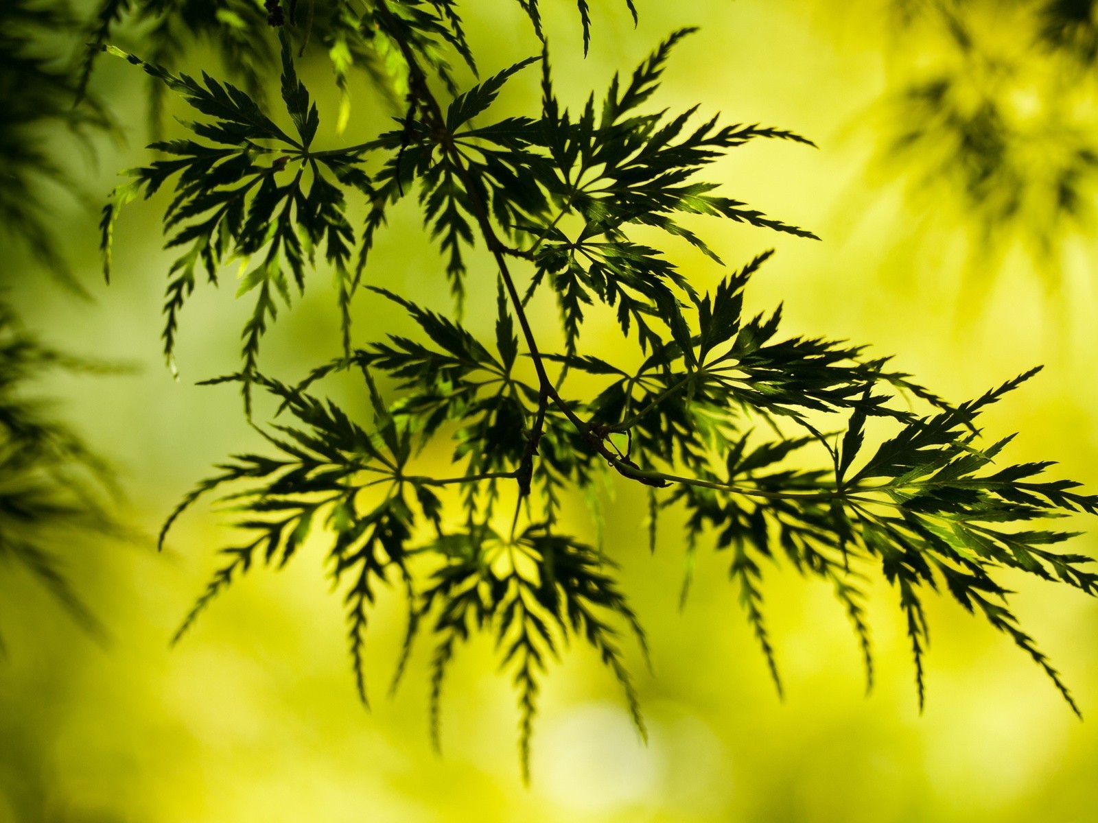 yaprakları doğa flora yaprak ağaç yaz masaüstü şube yemyeşil yakın çekim parlak renk bahçe büyüme dekorasyon