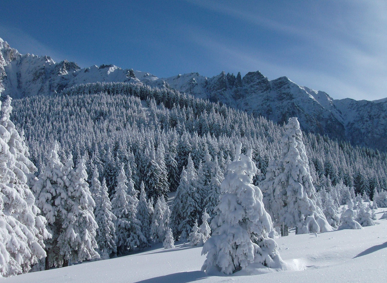 foresta neve inverno freddo montagna gelo ghiaccio legno scenico congelato nevoso paesaggio evergreen meteo polvere vacanza stagione abete snowboard gelido