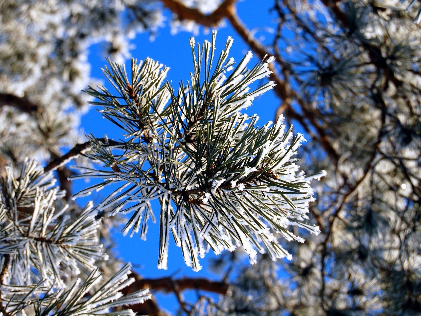 plants winter tree branch needle season pine nature christmas frost evergreen outdoors snow conifer coniferous wood fir spruce flora cone