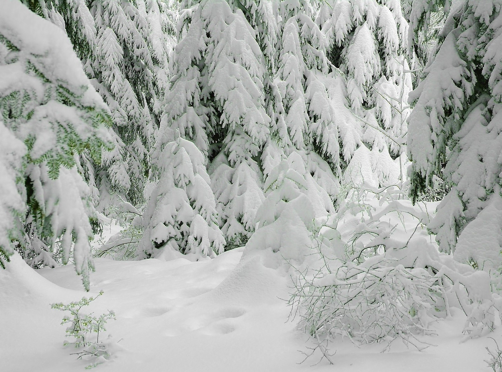 wald schnee winter frost kälte natur eis holz holz wetter im freien landschaft gefroren