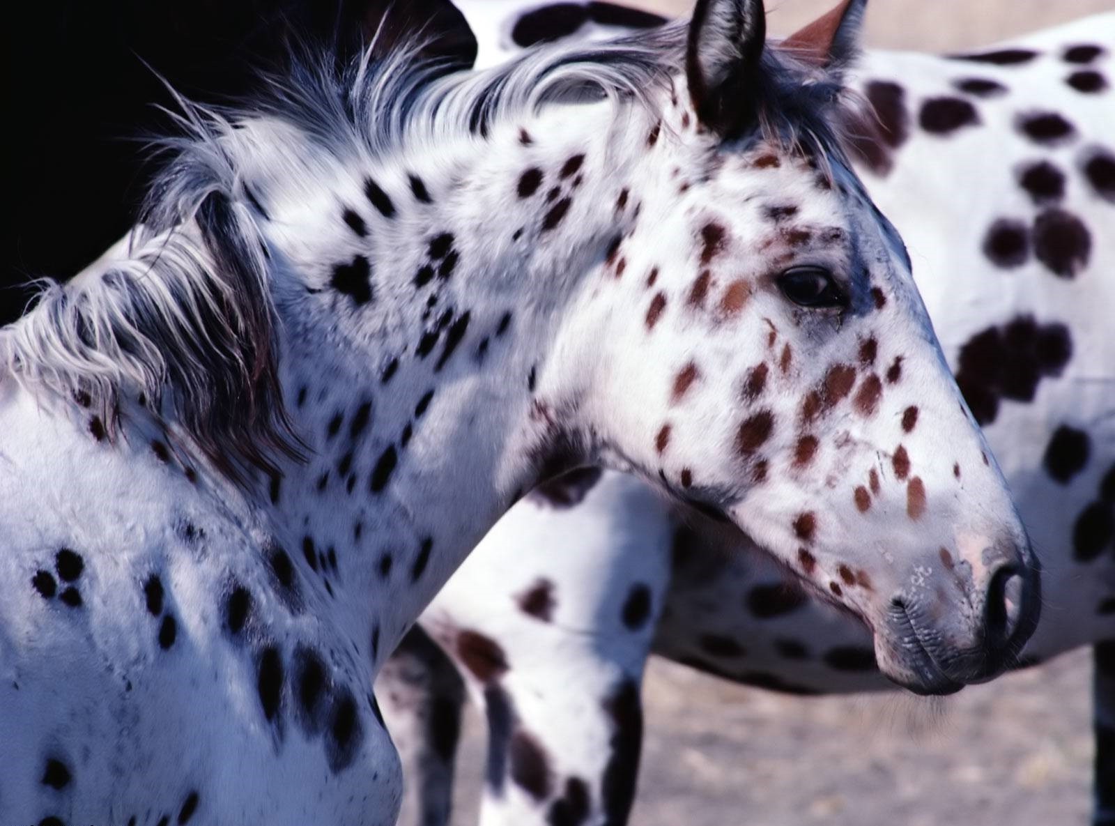 horses mammal dalmatian animal spotty portrait nature wildlife bit cat